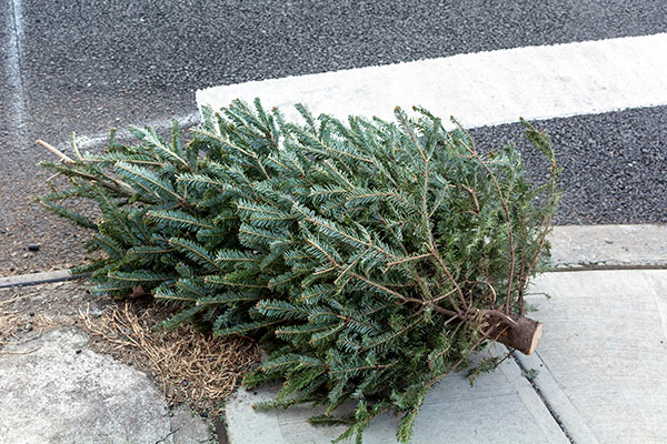 Christmas Tree Collection